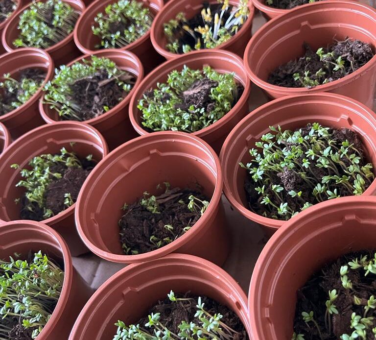 Plant posts with cress growing